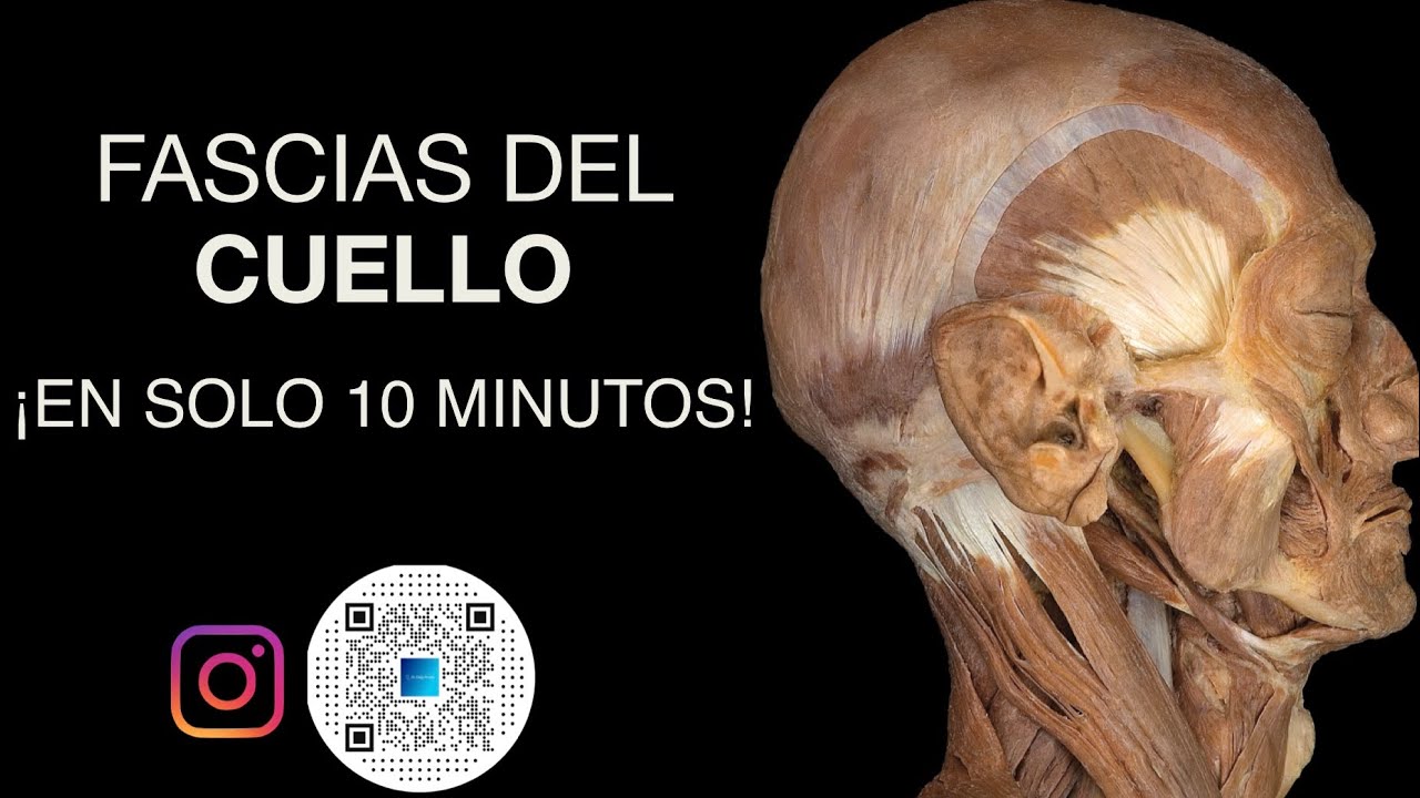 Fascias del cuello en solo 10 minutos 
