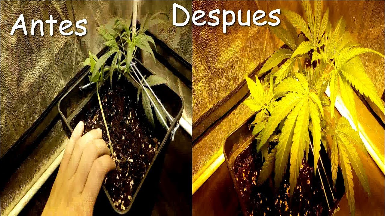 La Importancia de la luz en Indoor