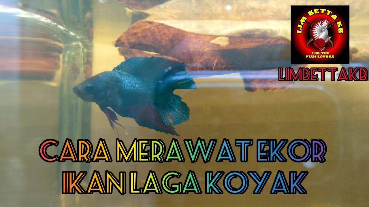 [ Cara Merawat Ekor Ikan Laga Koyak / Luka ]