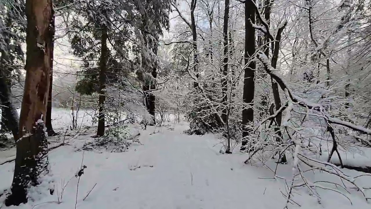 Schadijkse Bossen 04 01 2026