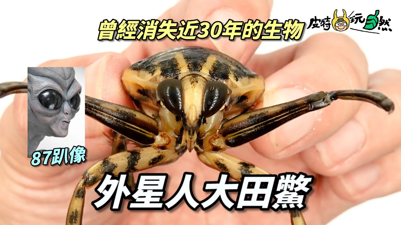 【皮特玩自然】消失近30年再次現身！外星使者大田鱉，台灣最珍貴水生昆蟲感動邂逅！