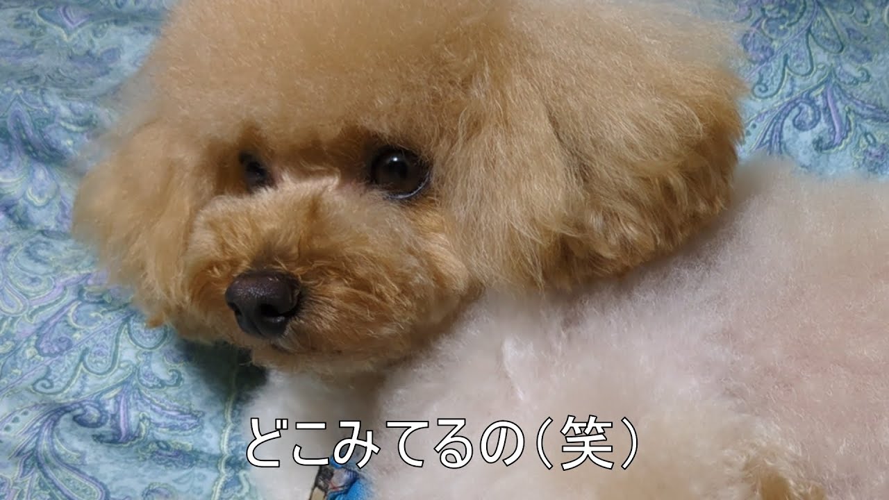 フリーズ多めなワンちゃん【トイプードル】