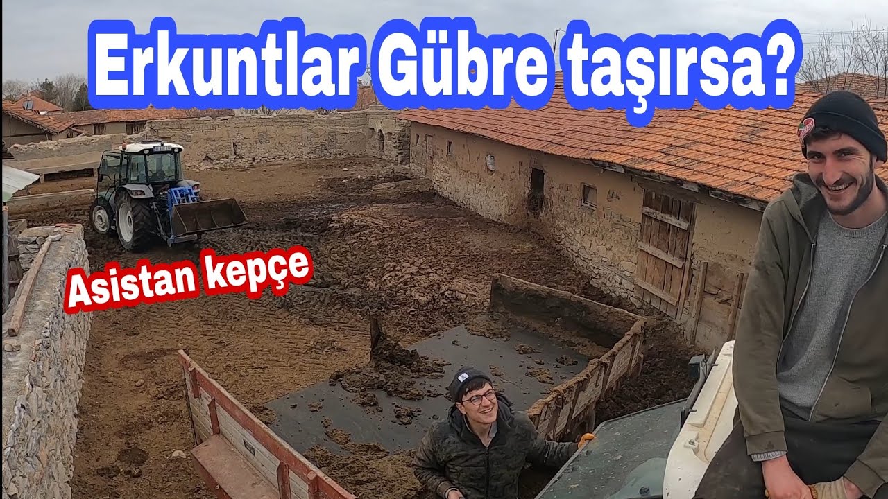 ASİSTAN KEPÇE NASIL KULLANILIR? ERKUNT HAŞMET 110 LÜKS İLE GÜBRE TAŞIMA. [GoPro]
