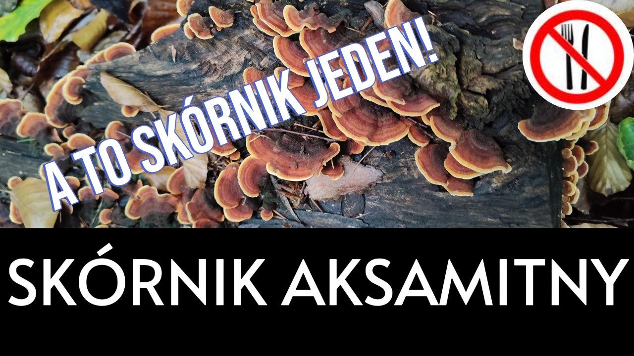 Skórnik aksamitny - a to skórnik! Rośnie nawet zimą!
