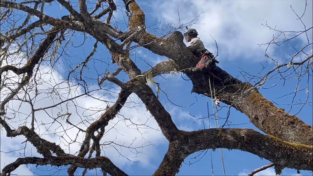 Removing a 150-Year-Old Tree Hanging Over a 1865 House!