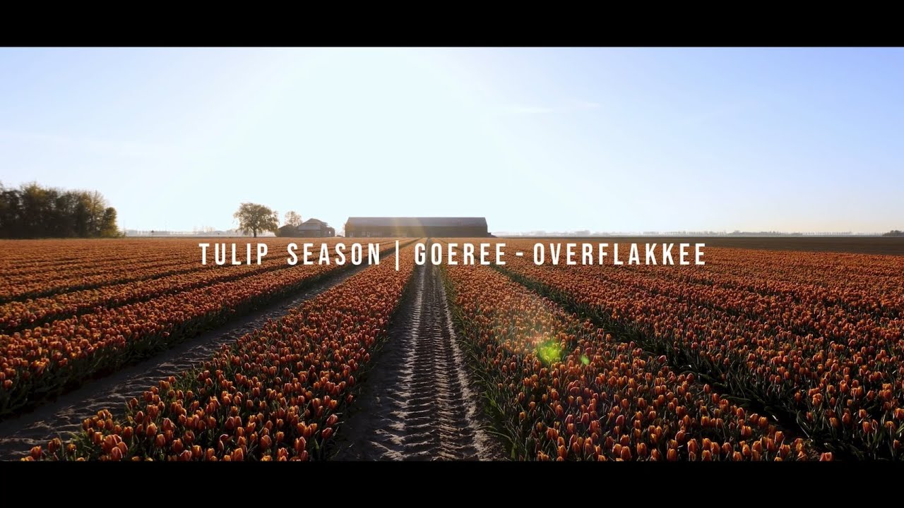 Tulips 2021 | Goeree-Overflakkee, The Netherlands