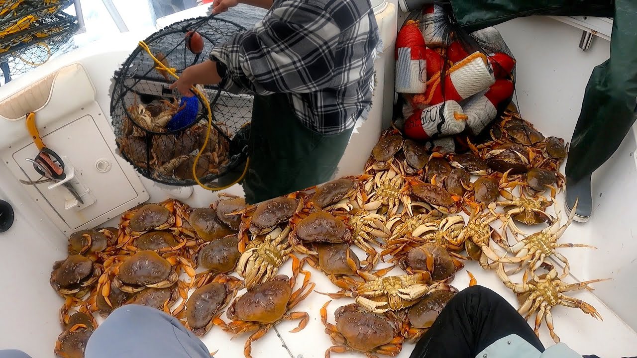 EPIC Dungeness Crab LIMITS - Limits in one Pull