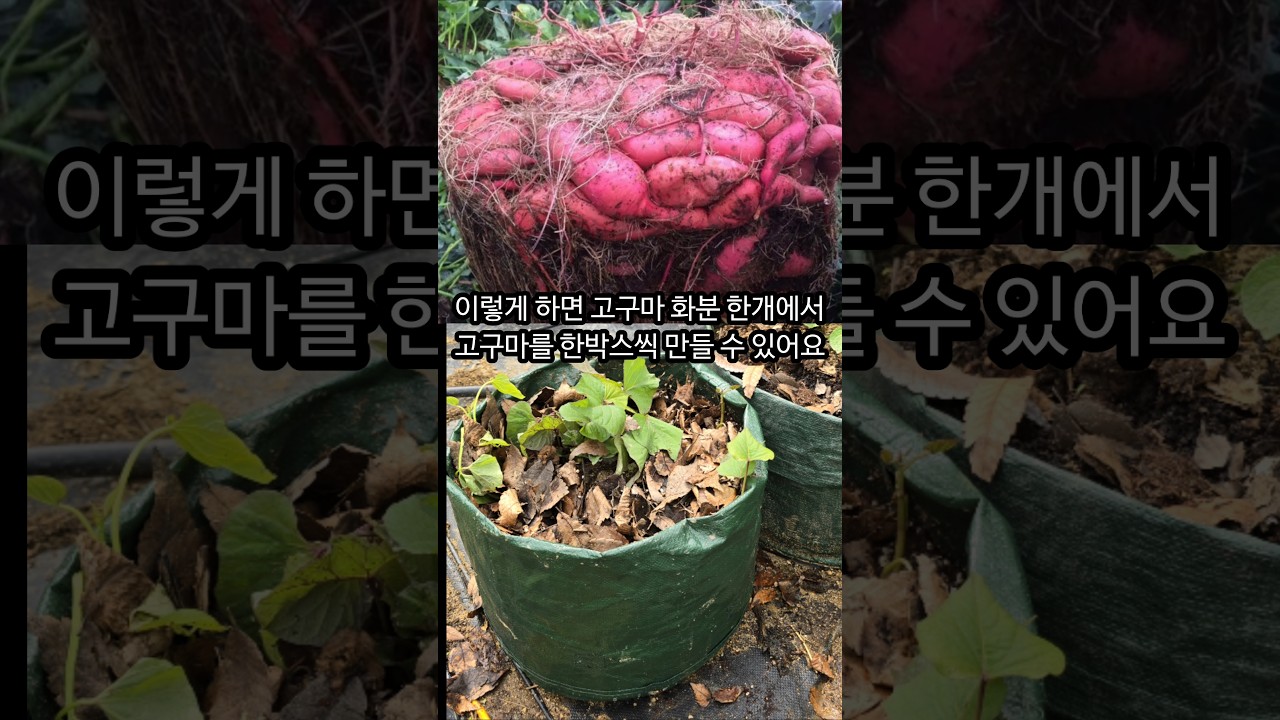 텃밭에서 고구마 한개 심어 한박스씩 수확하는 쉬운 방법입니다 #텃밭#고구마재배#고구마화분재배#고구마컨테이너재배#고구마기르기#고구마심기