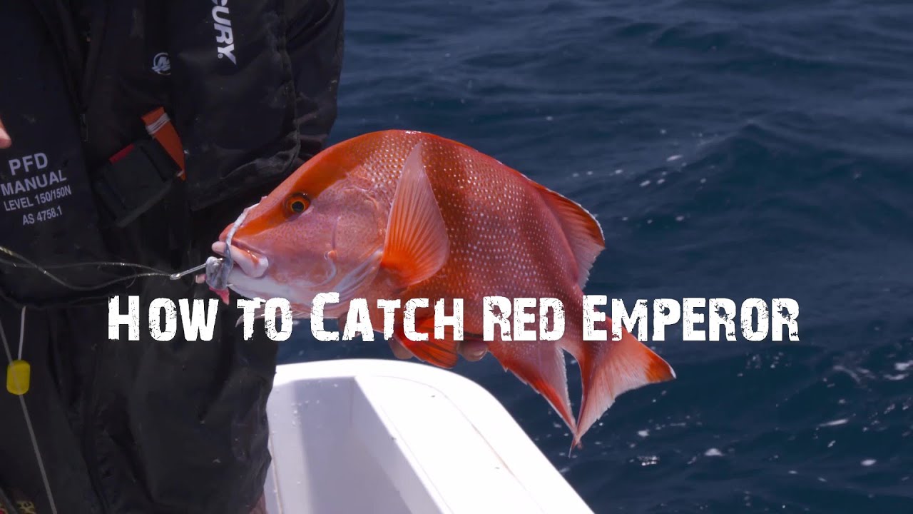 How to Catch Red Emperor with Nige and Nicko
