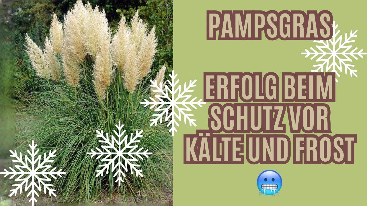 Pampasgras Winterschutz - Tipps zum Pampasgras Winterschutz !