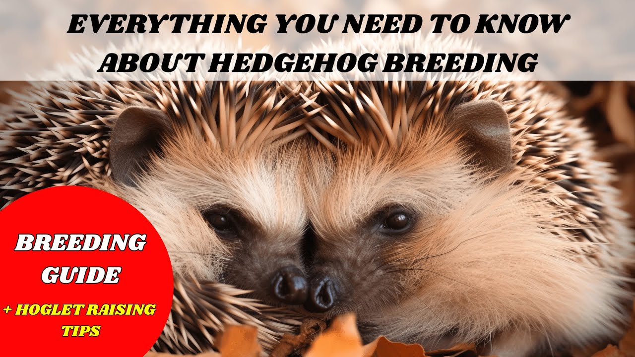 Hedgehog Breeding for Beginners: A Complete Walkthrough