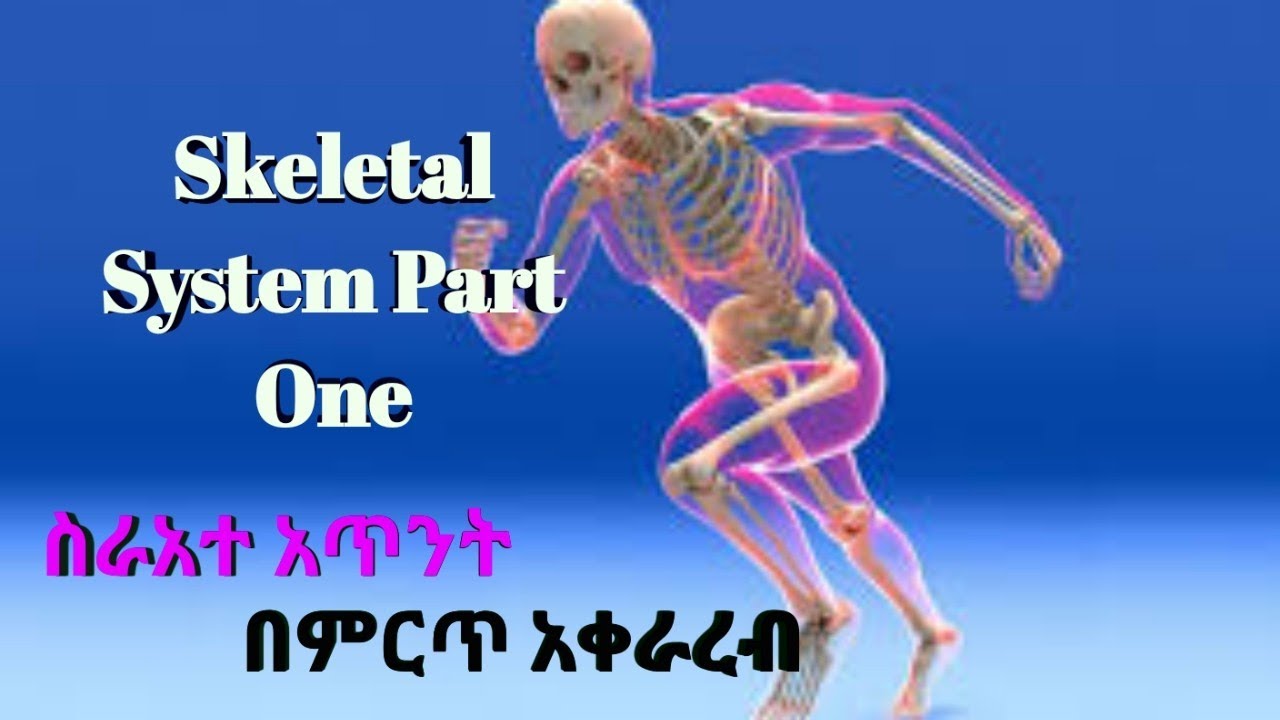 Skeletal System Part One with Amharic Speech | በአማረኛ and English
