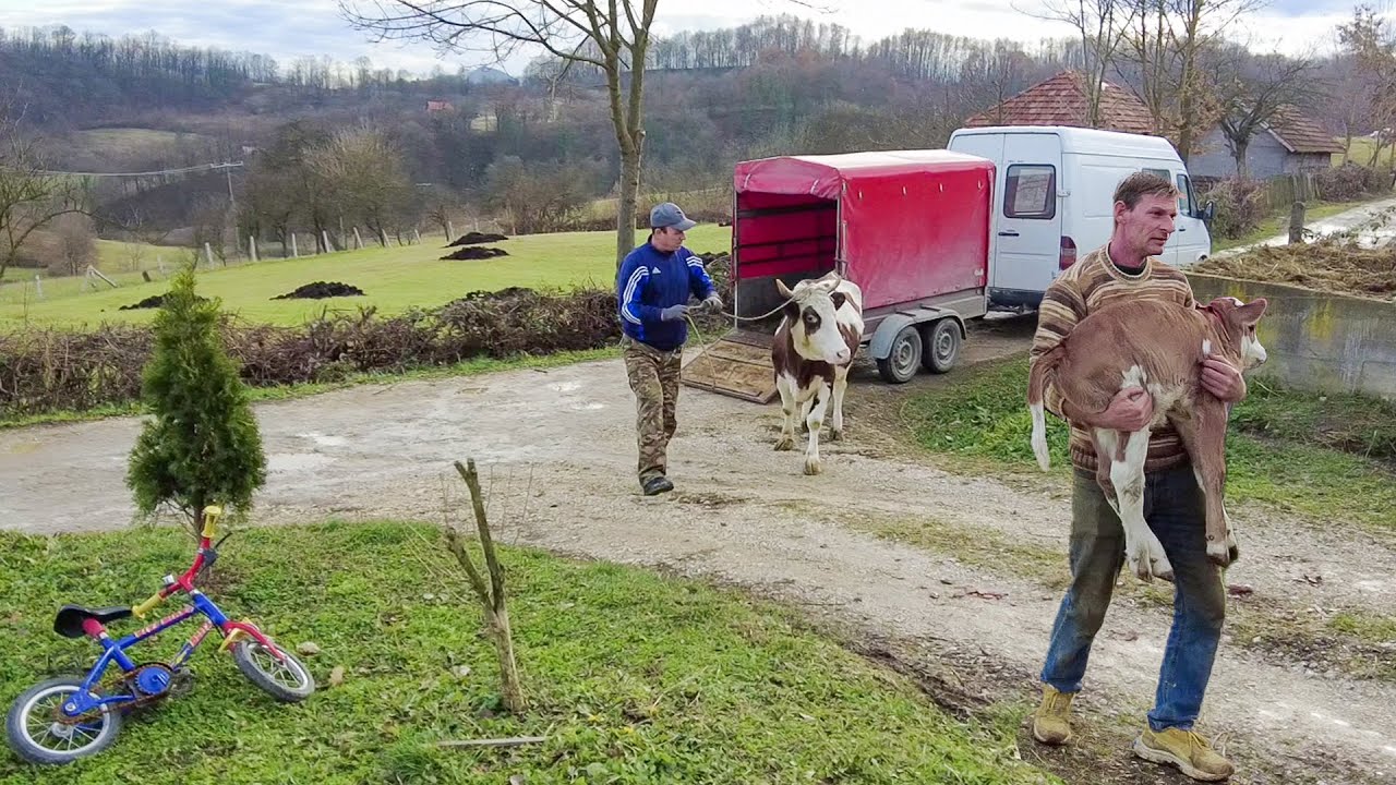 DELIĆI dobili JOŠ JEDNU KRAVU, TELE i KOZE! Zulhida daje dio donacija drugima!