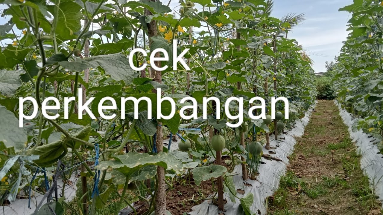 Cek perkembangan tanaman melon