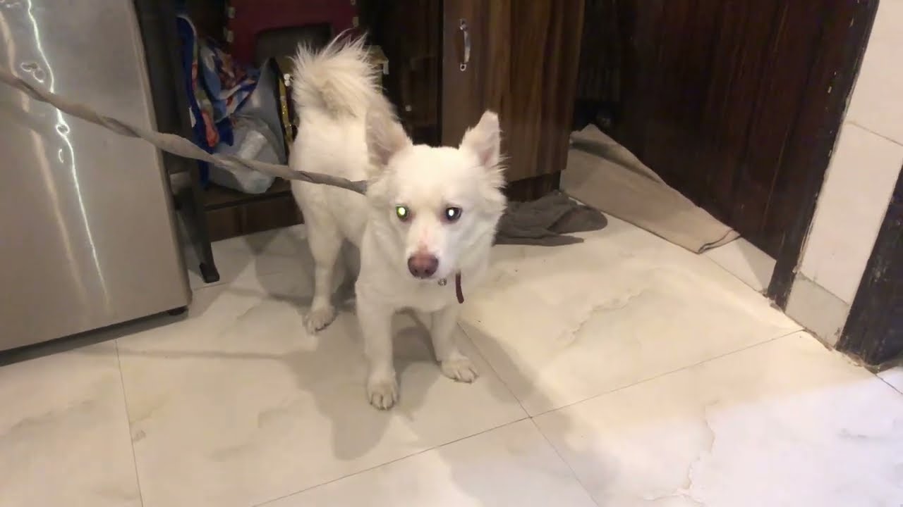 Kuchhu ki dhulaai