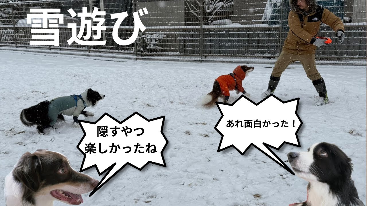 ［ボーダーコリー］雪遊びはどうやって遊ぶ？我が家はディスクと宝探しゲーム⁉️w