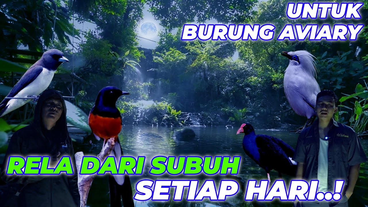 SETIAP HARI KEEPER AVIARY HARUS BANGUN SUBUH DEMI BURUNG-BURUNG 😱