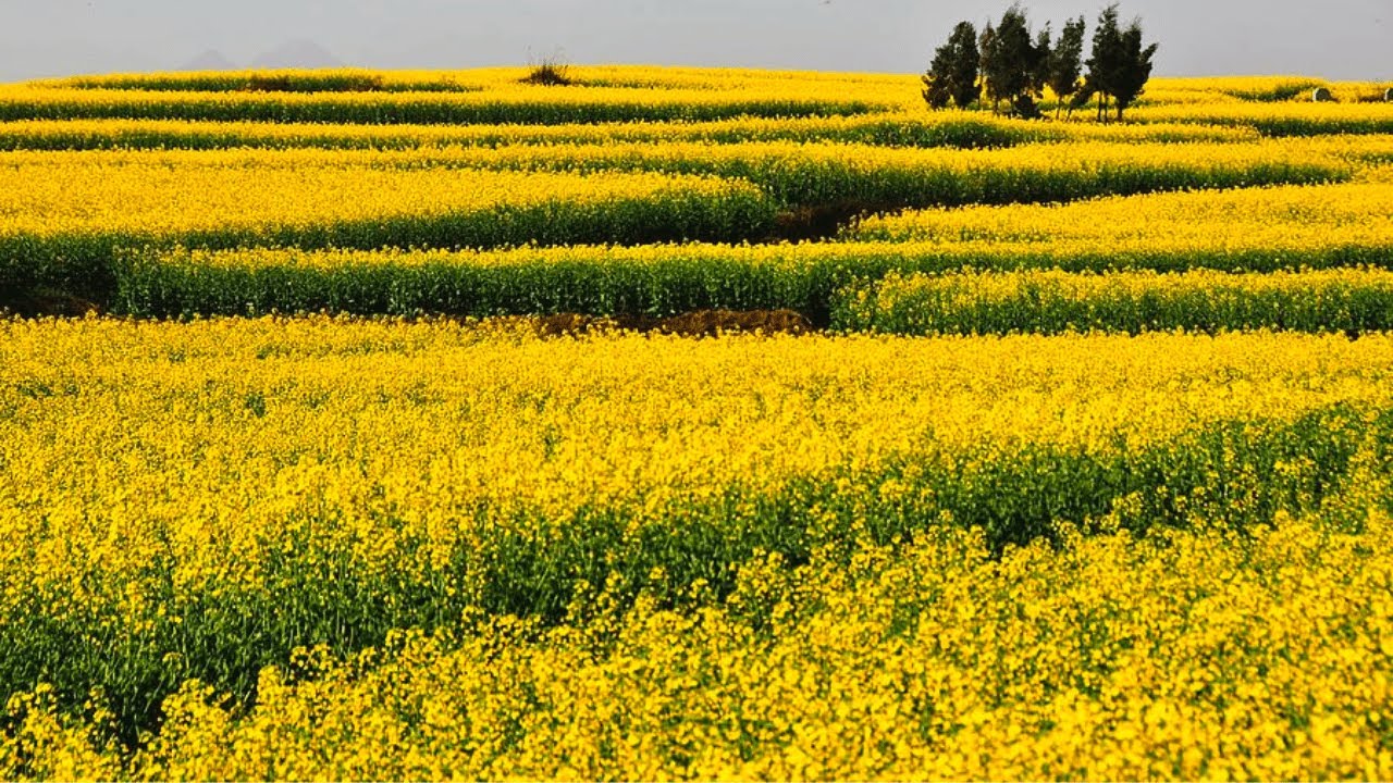 Yellow Rapeseed: Fields of Golden Beauty and Versatile Uses | Flower Spectrum