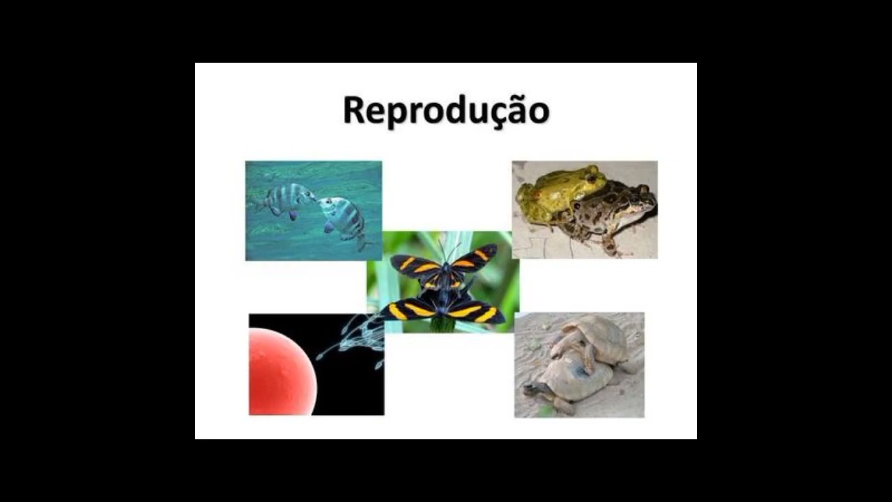 fecunda&ccedil;&atilde;o externa @1&deg;BV