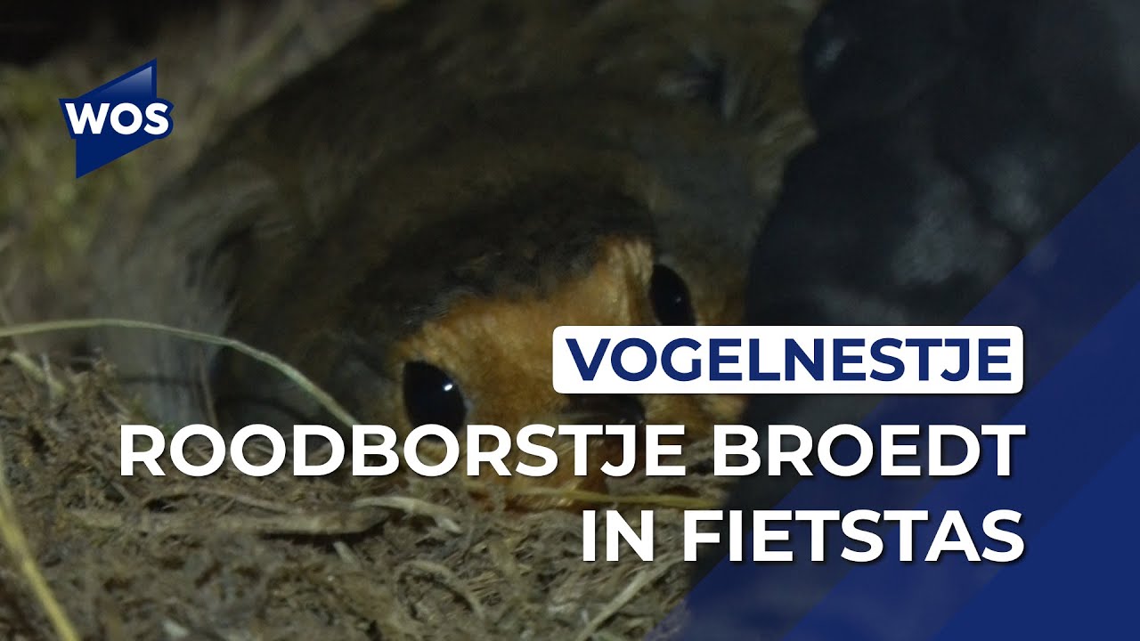 Roodborstje broedt in fietstas