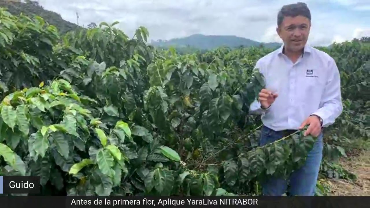 Antes de la primera flor , aplique YaraLiva NITRABOR