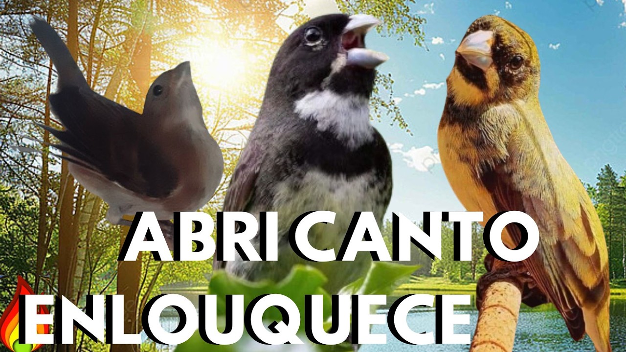Coleira Tui Tui Cantando PERFEITO para Encarte e Esquentar Coleiro Frio