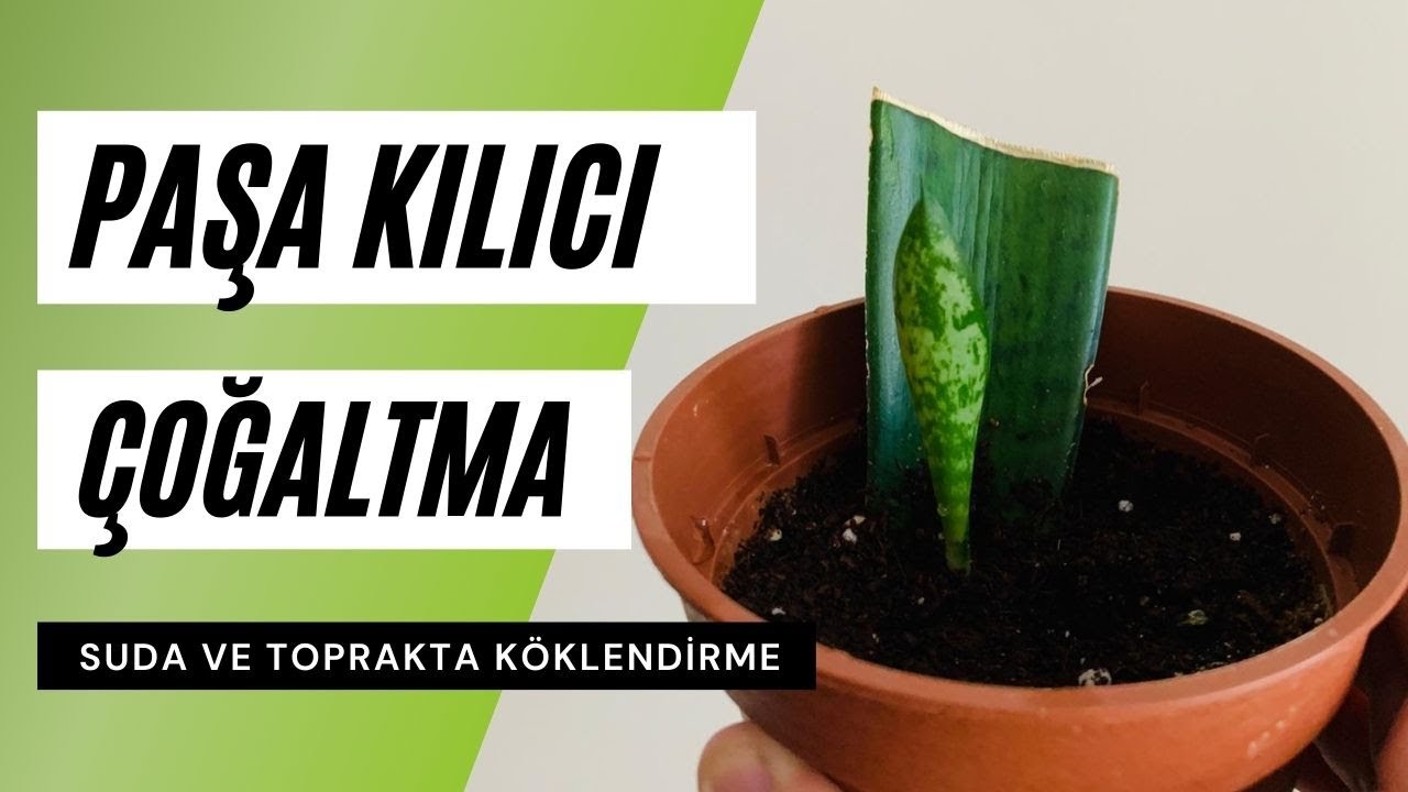 Paşa Kılıcı Çoğaltma Yöntemleri | Sansevieria nasıl çoğaltılır?