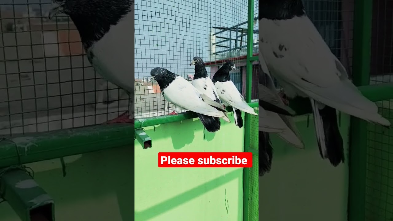 Rampuri Kabutar #pigeonvideos #rampurikabutar #rampuri_pigeons #youtube #shorts #kabutar