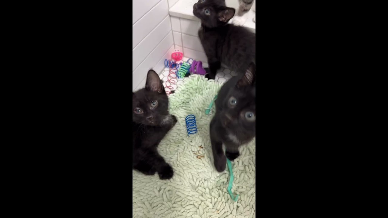 NO ONE wants 3 black kittens