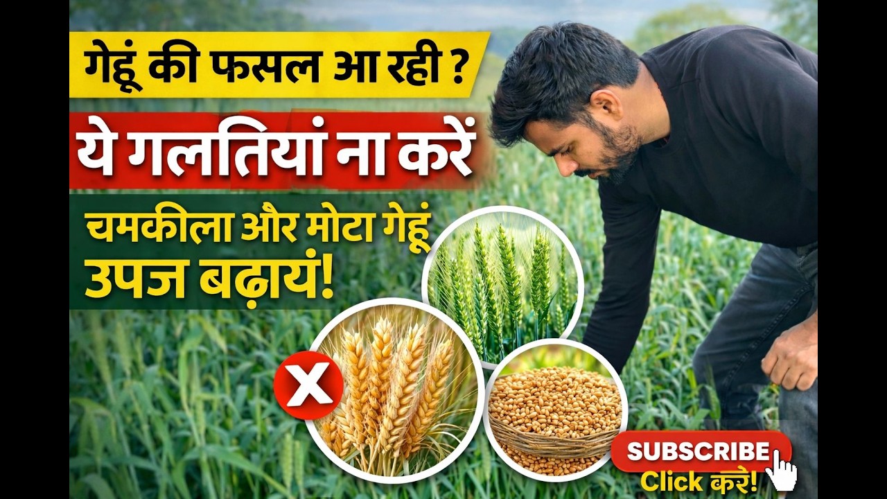 गेहूं को बनाएं मोटा और चमकीला | किसान जरूर देखें #farmer #farming #agriculture