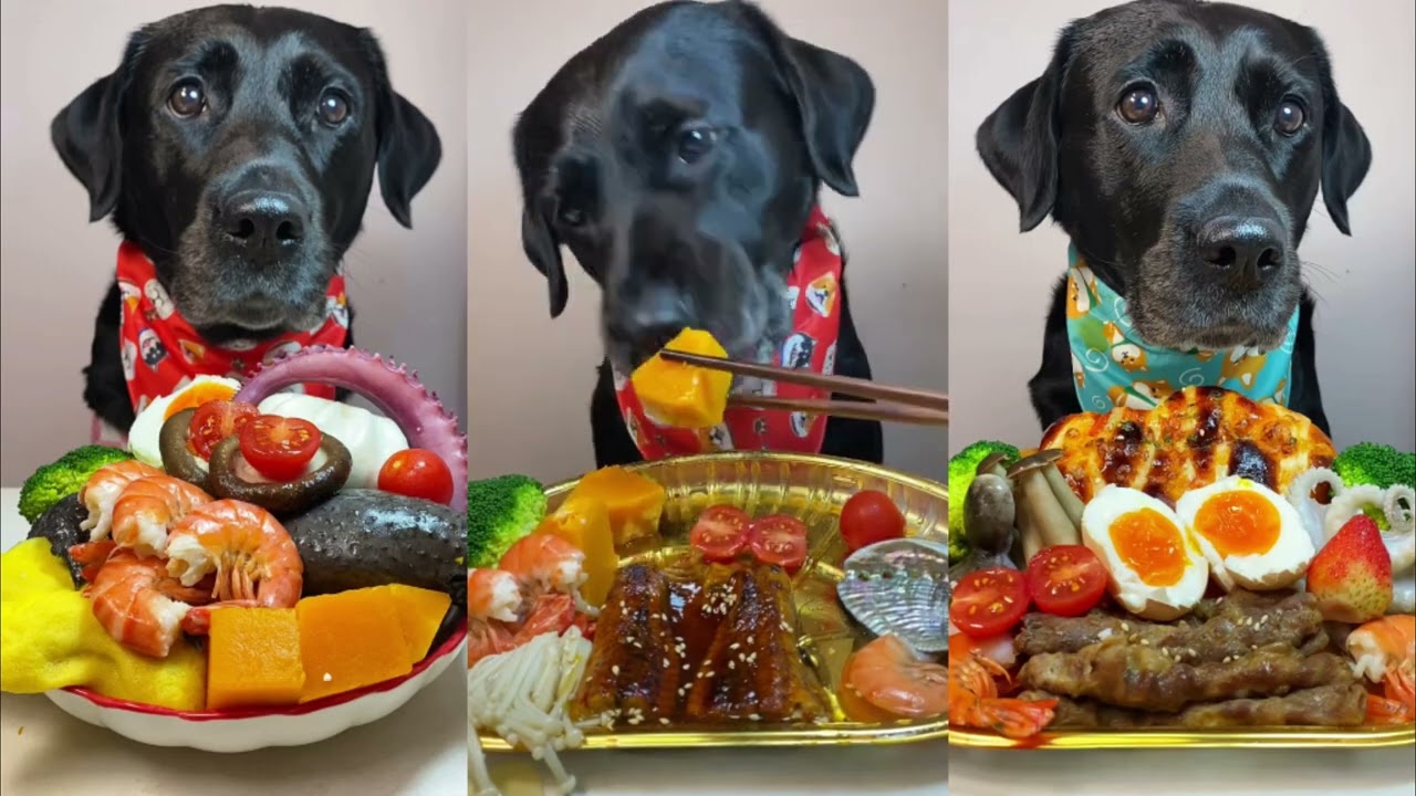 EXPOSED🤯: The Truth About My Labradors' Everyday Gourmet Diet!