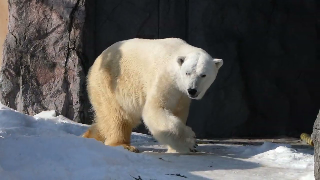 ボクは待ってる