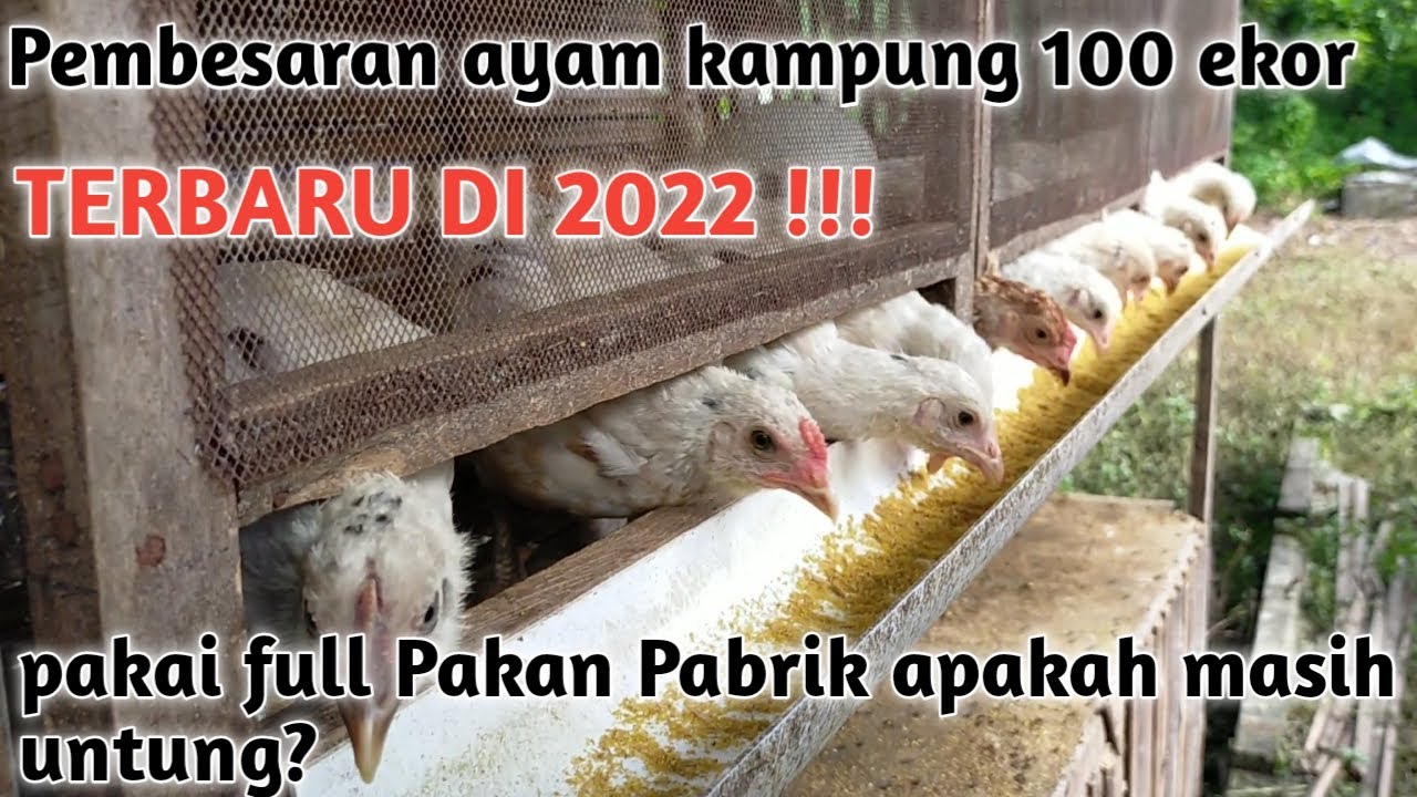 Untung dari Pembesaran 100 ekor ayam kampung