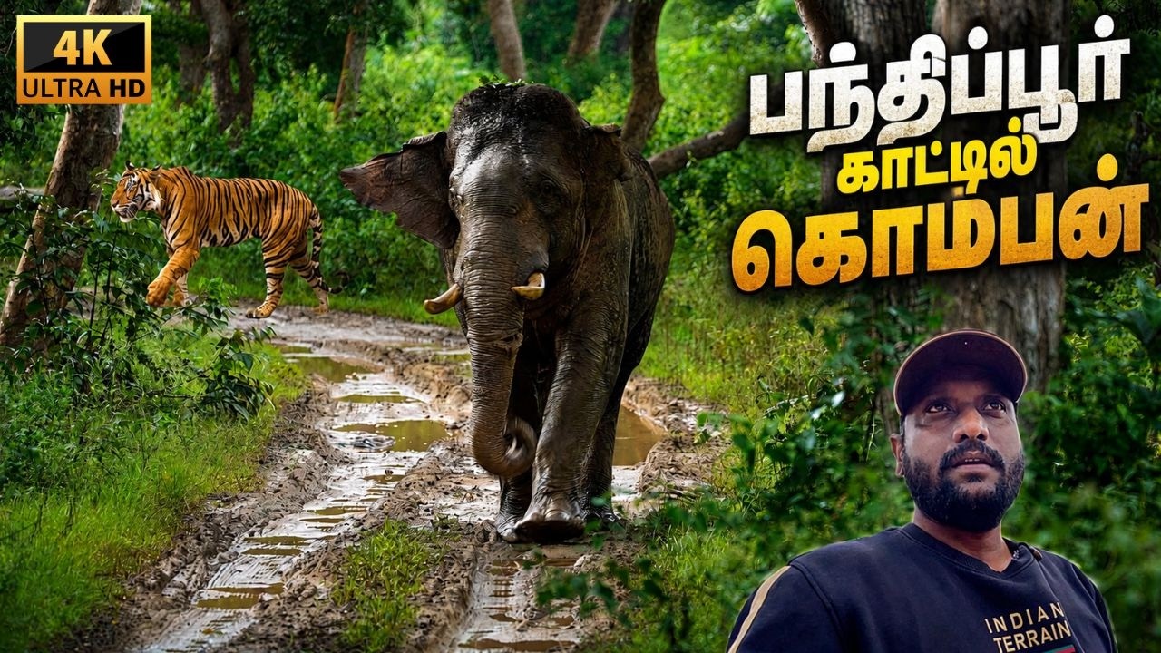 🔥கொம்பன் யானையின் அட்டகாசங்கள் | Bandipur Wildlife @SimbaaVlogs