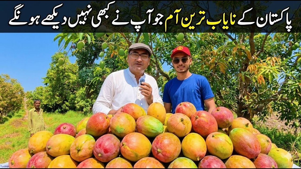 These Rare Pakistani Mangoes Never Reach the Market! 😱🥭