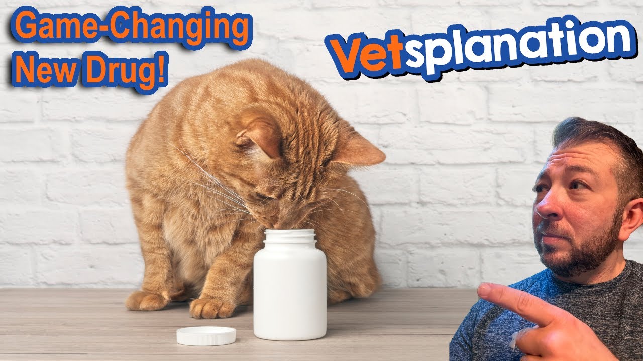 Breakthrough FIP Drug: Save Your Cat!