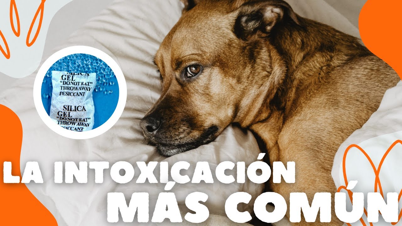 CUIDADO CON ESTO TAN PELIGROSO Y COMÚN⚠️ *INFORMACIÓN IMPORTANTE*