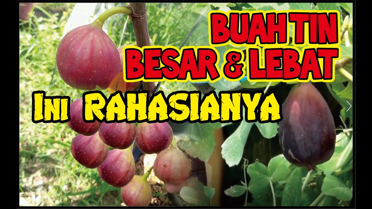 6 Langkah Rahasia Buah Tin Berbuah lebat dan besar