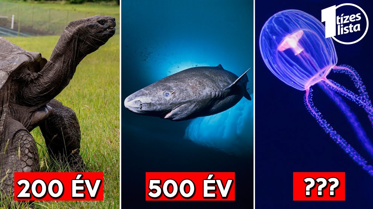 A Föld bolygó legöregebb élőlényei