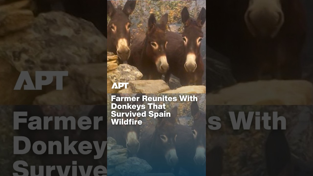 Farmer Reunites With Donkeys That Survived Spain Wildfire | APT