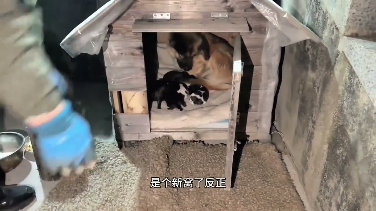 旺财下一窝狗崽剩七只，看看狗宝宝长啥样儿？狗妈妈护崽还不让看