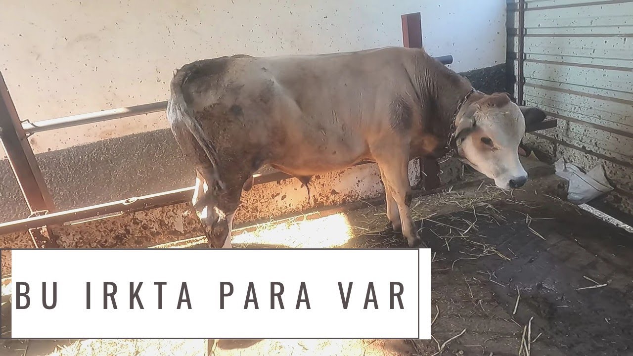 Yem Pahalı Hangi Irk İnek Beslenmeliyiz? #para #hayvancılık #piedmentose