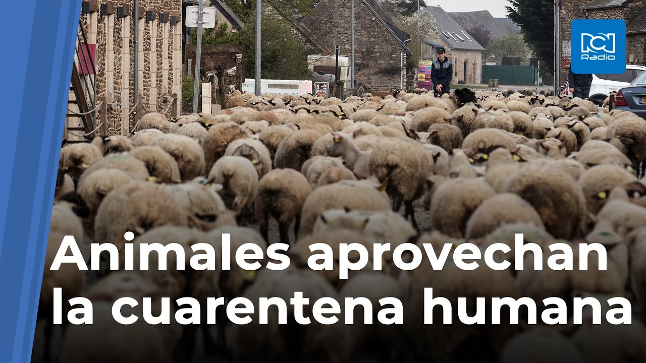 Los animales se toman las calles del mundo