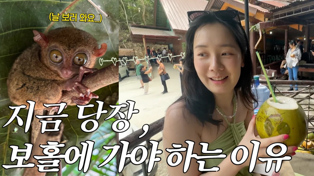 🇵🇭ep.2 수영도 못하는데 보홀까지 와서 고래상어, 호핑 투어 뽕뽑고 가는 나 (feat. 햇빛알러지, 반딧불, 안경원숭이)