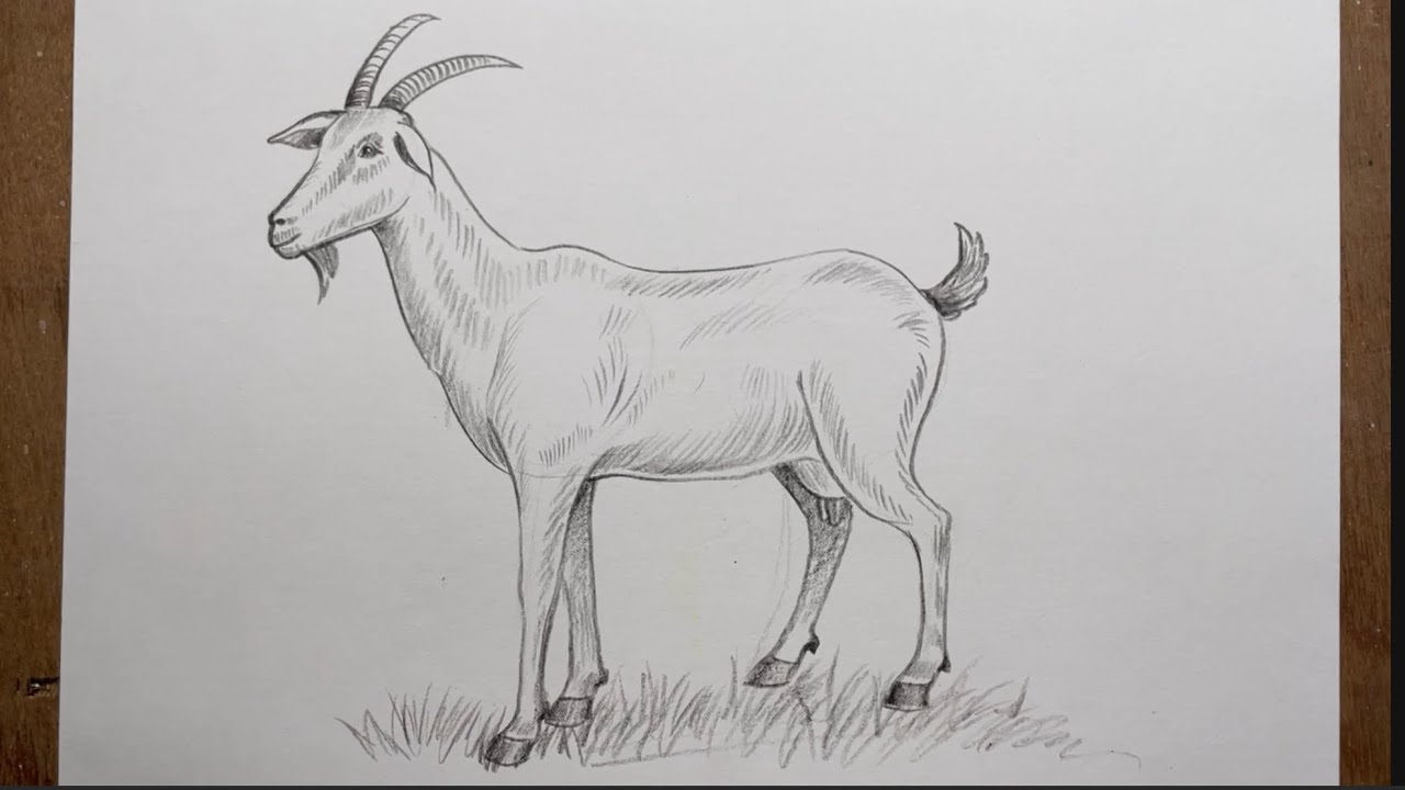 How to draw a goat step by step