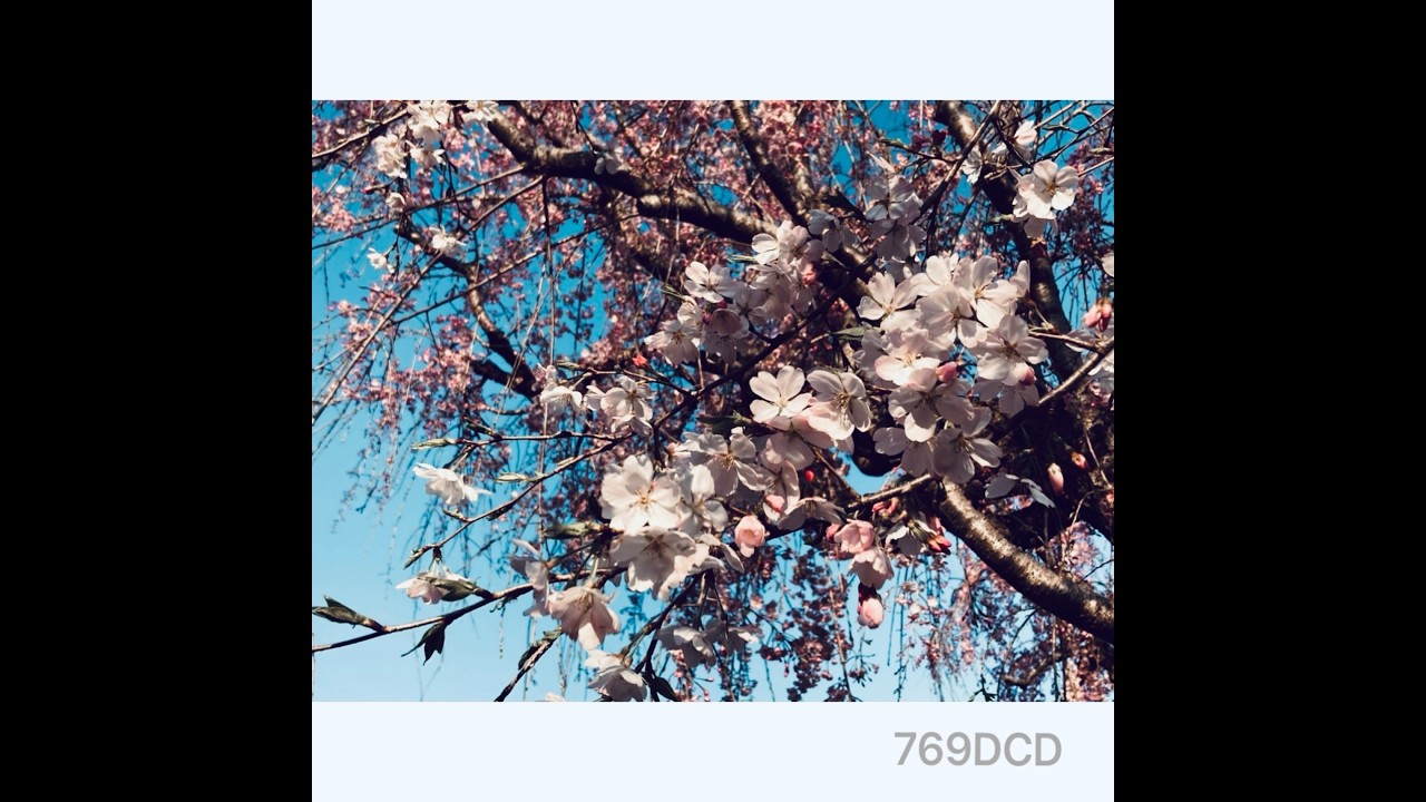 【769DCD】_MV / funyafunya