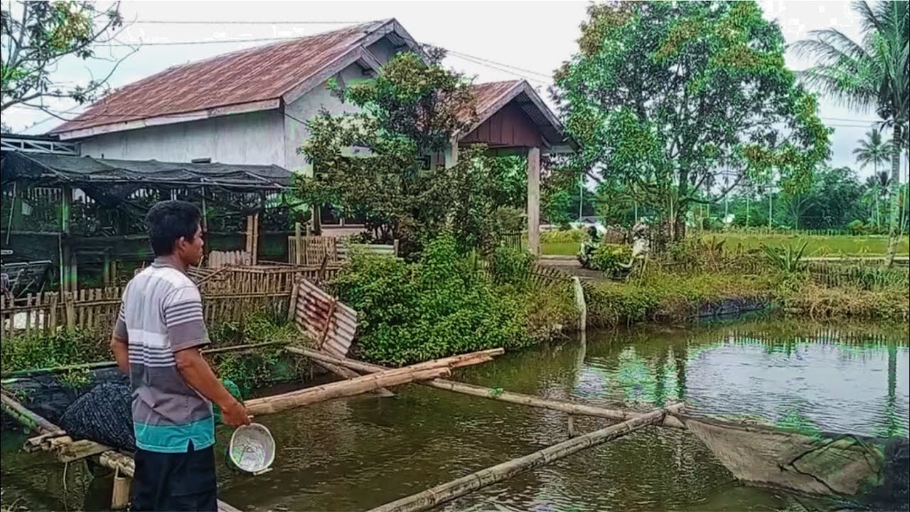 Bikin iri, Rumah tengah sawah kolam seluas ini isi ikan koi semua| rural life - rural atmosphere