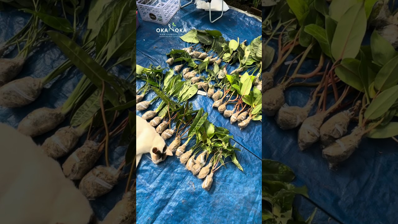 Every plant packed with care | OKANOKA.COM | Selling Tropical Plants & Houseplants