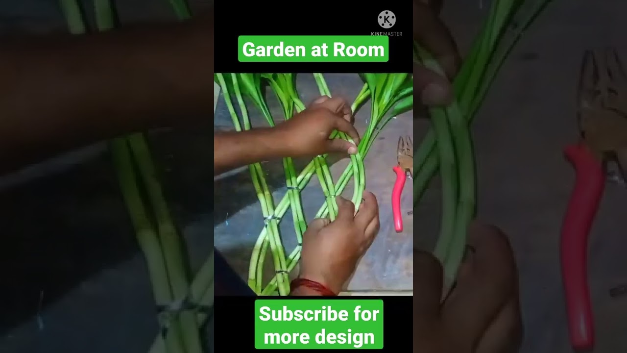 uncommon lucky bamboo design with 12 stick.