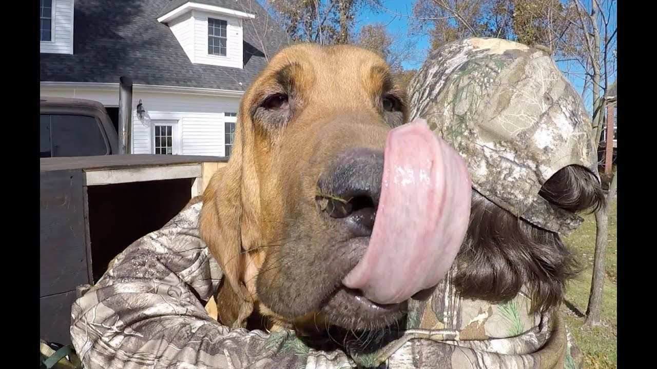 Bloodhound Tracking for Whitetail deer
